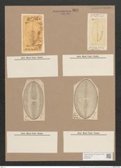 Navicula praetexta Ehr. (de-Toni-Nr.: Genus 1, Species 362) Zeichnungen Sammlung Grunow Nr. 809 (NHMW-BOT-W0367234)